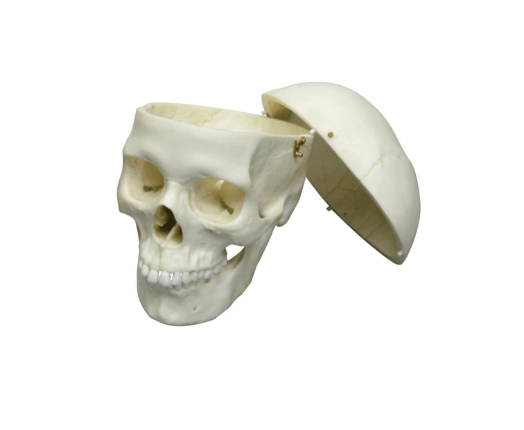 Erwachsenenschädel männlich & weiblich – Naturabgüsse mit gefärbten Details & realistischer Haptik - Erler - Zimmer